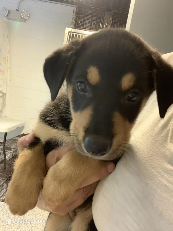 Fawkes, a female German Shepherd Dog for sale in Denver, CO – Photo 1 of 4