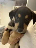 Fawkes, a female German Shepherd Dog for sale in Denver, CO – Photo 1 of 4