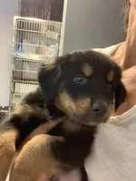 Fawkes, a female German Shepherd Dog for sale in Denver, CO – Photo 2 of 4