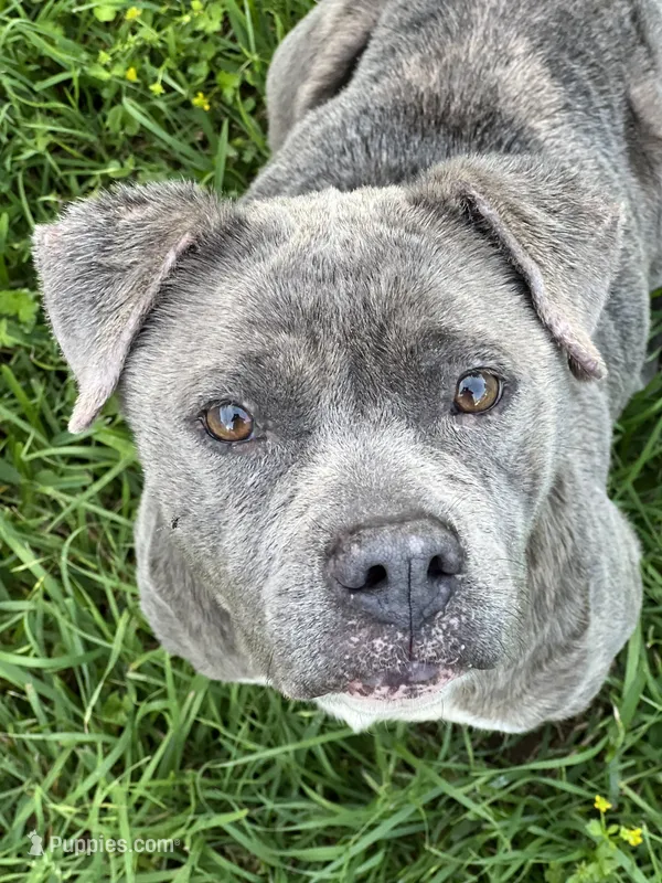 CZ, a female American Bully for sale in Denver, CO – 1 of 1