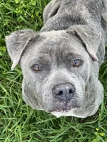 CZ, a female American Bully for sale in Denver, CO – 1 of 1