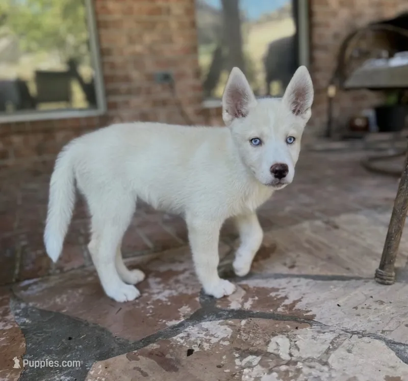 Rowan – German Shepherd Dog puppy for sale in Denver, CO