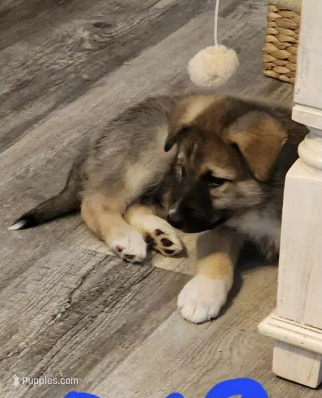 Oso, a male Siberian Husky for sale in Denver, CO – 1 of 1