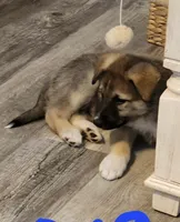Oso, a male Siberian Husky for sale in Denver, CO – 1 of 1