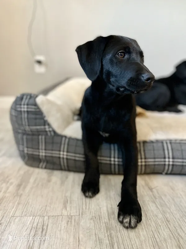 Canmore, a female Labrador Retriever for sale in Denver, CO – 1 of 1
