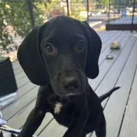 Folder, a female Labrador Retriever for sale in Denver, CO – 2 of 3