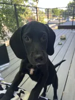 Folder, a female Labrador Retriever for sale in Denver, CO – Photo 2 of 3