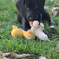 Folder, a female Labrador Retriever for sale in Denver, CO – 1 of 3