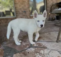 Brigid, a female German Shepherd Dog for sale in Denver, CO – 2 of 4