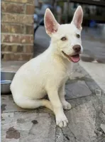 Rowan, a male German Shepherd Dog for sale in Denver, CO – 3 of 4