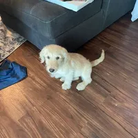Pina colada, a male Goldendoodle for sale in Denver, CO – 2 of 2