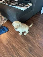 Pina colada, a male Goldendoodle for sale in Denver, CO – Photo 2 of 2