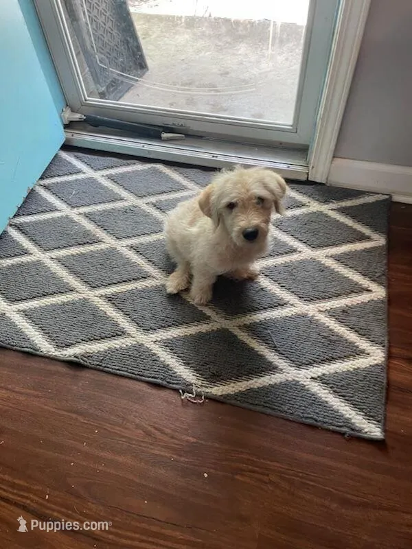 Pina colada, a male Goldendoodle for sale in Denver, CO – Photo 1 of 2