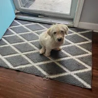 Pina colada, a male Goldendoodle for sale in Denver, CO – 1 of 2
