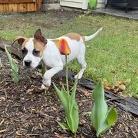 Tommy, a male American Staffordshire Terrier for sale in Denver, CO – Photo 2 of 4