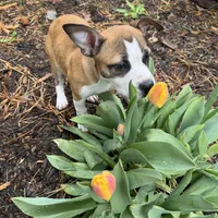 Tommy, a male American Staffordshire Terrier for sale in Denver, CO – 4 of 4