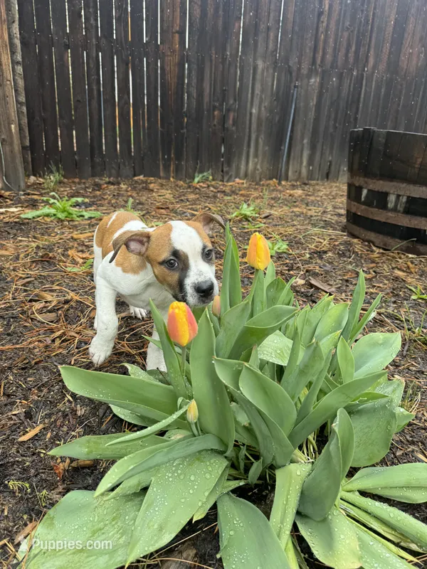 Tommy, a male American Staffordshire Terrier for sale in Denver, CO – Photo 1 of 4