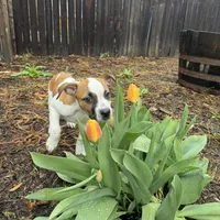 Tommy, a male American Staffordshire Terrier for sale in Denver, CO – 1 of 4