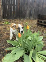 Tommy, a male American Staffordshire Terrier for sale in Denver, CO – Photo 1 of 4