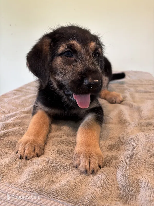 Enoki, a male German Shepherd Dog for sale in Denver, CO – 1 of 1