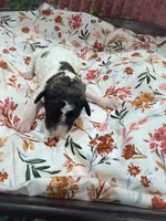 Princess Dot, a female Poodle - Standard  for sale in Hastings, MI – 2 of 7