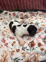 Jessie, a female Poodle - Standard  for sale in Hastings, MI – 3 of 4