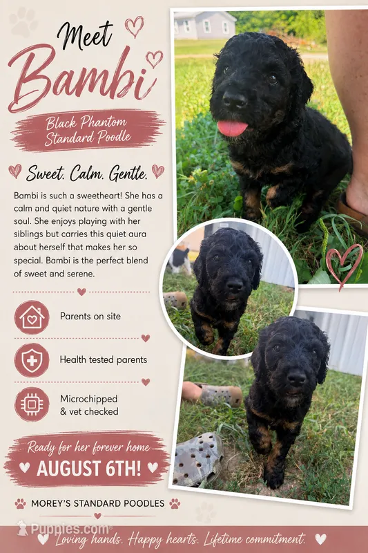 Bambi – Poodle - Standard  puppy for sale in Hastings, MI