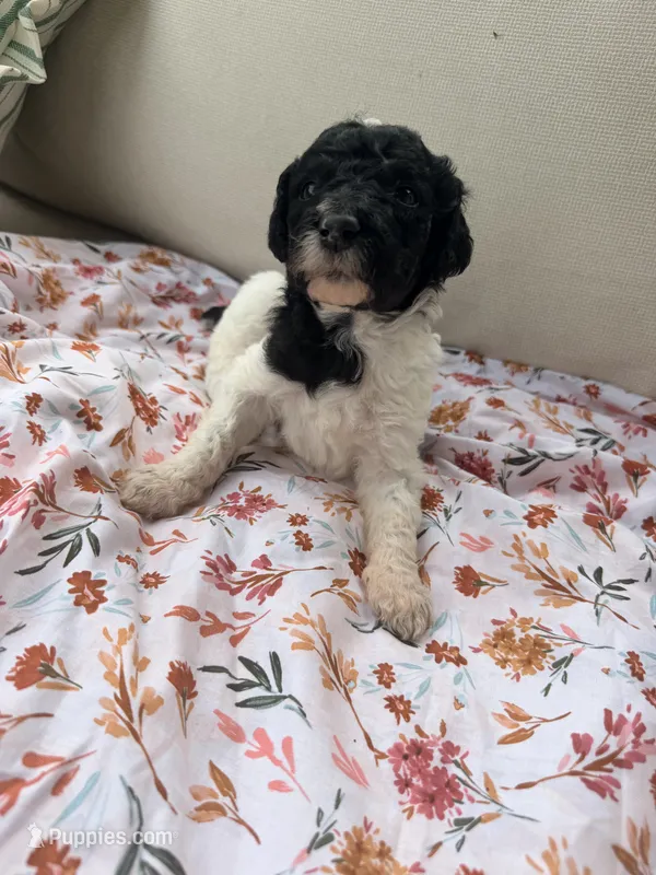 Tiana – Poodle - Standard  puppy for sale in Hastings, MI