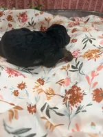 Bambi, a female Poodle - Standard  for sale in Hastings, MI – 3 of 7