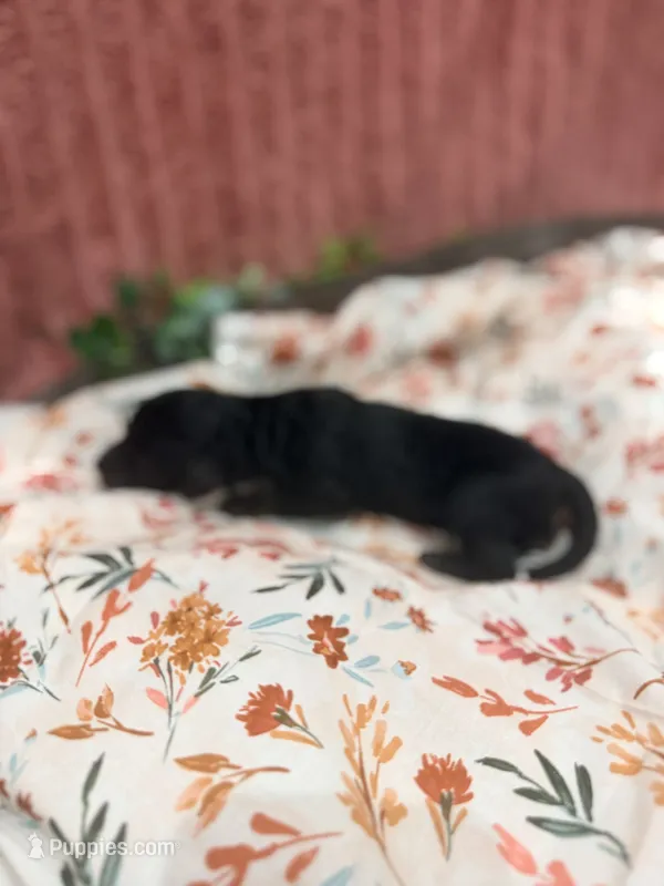 Bambi – Poodle - Standard  puppy for sale in Hastings, MI