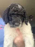 Sally, a female Poodle - Standard  for sale in Hastings, MI – 1 of 10