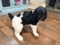 Bullseye, a male Poodle - Standard  for sale in Hastings, MI – 5 of 10