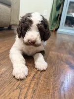 Jessie, a female Poodle - Standard  for sale in Hastings, MI – 9 of 10