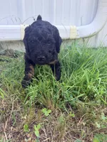 Bambi, a female Poodle - Standard  for sale in Hastings, MI – 6 of 10