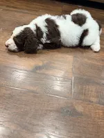 Jessie, a female Poodle - Standard  for sale in Hastings, MI – 8 of 10