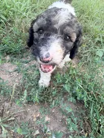 Princess Dot, a female Poodle - Standard  for sale in Hastings, MI – 2 of 10
