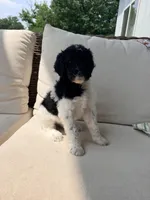 Tiana, a female Poodle - Standard  for sale in Hastings, MI – 5 of 10