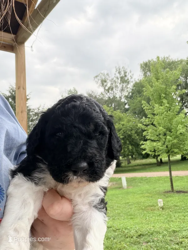Bullseye – Poodle - Standard  puppy for sale in Hastings, MI