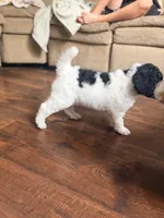 Sally, a female Poodle - Standard  for sale in Hastings, MI – 8 of 10