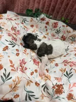 Princess Dot, a female Poodle - Standard  for sale in Hastings, MI – 3 of 7