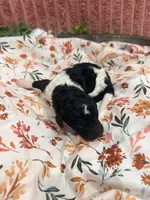 Ralph, a male Poodle - Standard  for sale in Hastings, MI – 10 of 10
