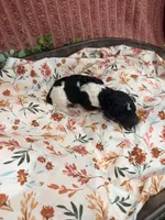 Ralph, a male Poodle - Standard  for sale in Hastings, MI – 6 of 10