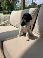 Tiana, a female Poodle - Standard  for sale in Hastings, MI – 1 of 10