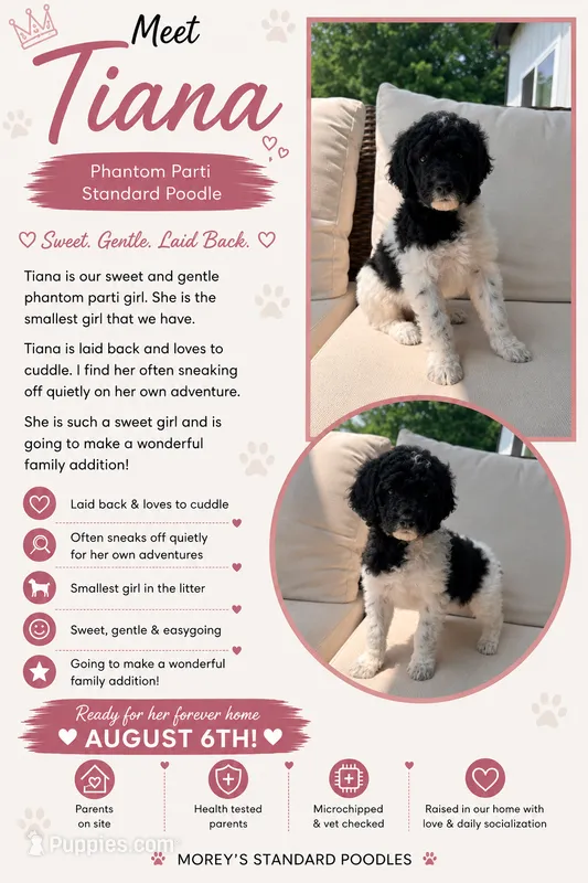 Tiana – Poodle - Standard  puppy for sale in Hastings, MI