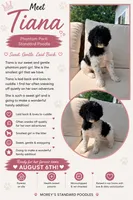 Tiana, a female Poodle - Standard  for sale in Hastings, MI – 7 of 10