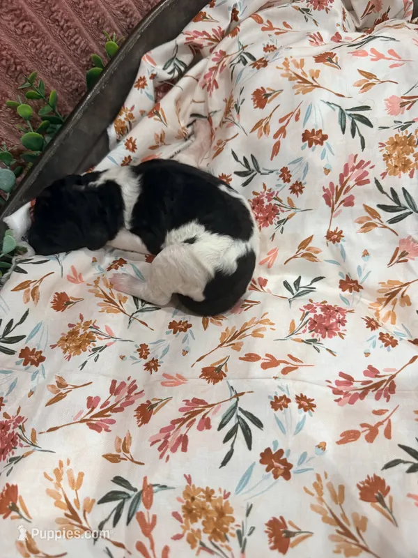 Bullseye – Poodle - Standard  puppy for sale in Hastings, MI