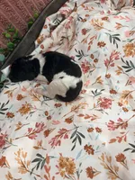 Bullseye, a male Poodle - Standard  for sale in Hastings, MI – 1 of 6