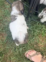 Princess Dot, a female Poodle - Standard  for sale in Hastings, MI – 7 of 10