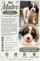 Mater, a male Poodle - Standard  for sale in Hastings, MI – 3 of 10