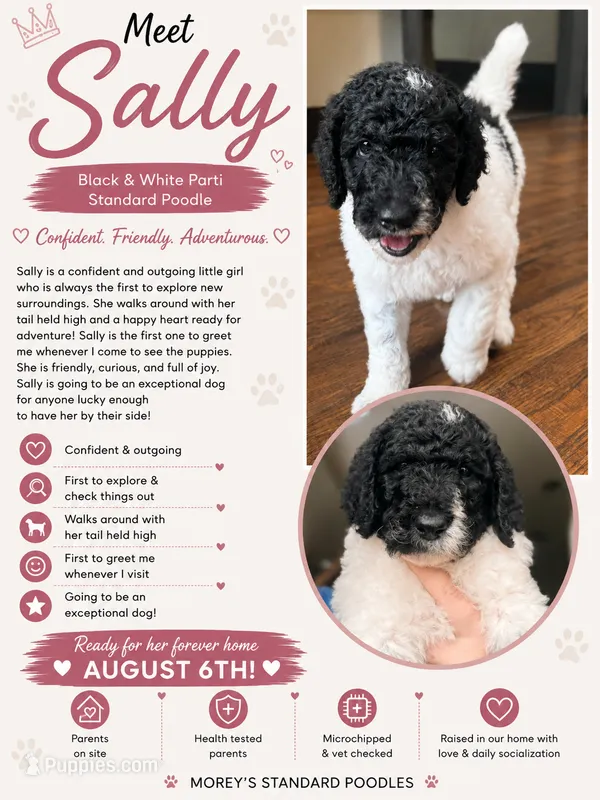 Sally – Poodle - Standard  puppy for sale in Hastings, MI
